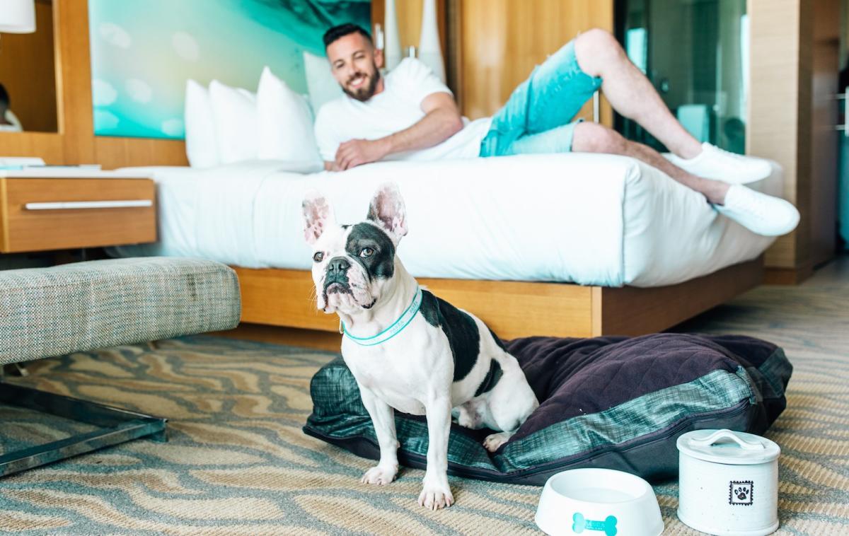 Como Transformar um Apartamento Pet-Friendly